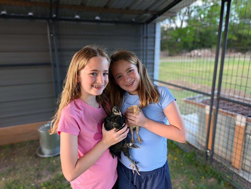chicken-coop
