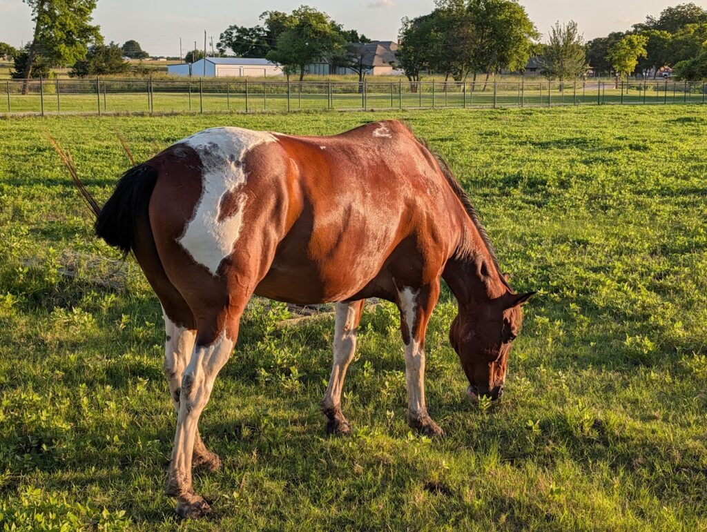 Horse Boarding