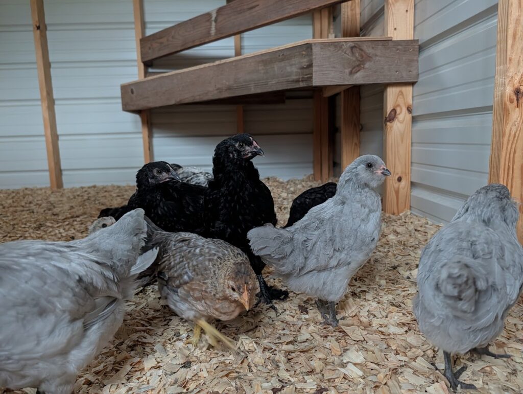 Farm Fresh Eggs